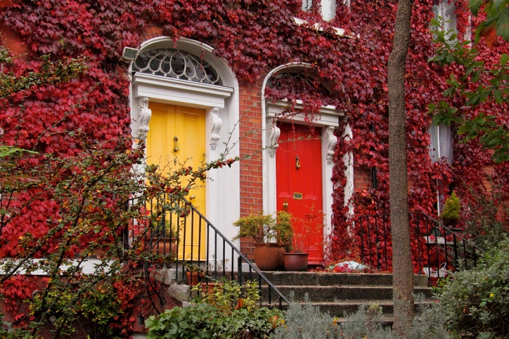 An exterior view of a building covered in red ivy with a distinct bright yellow door and a red door